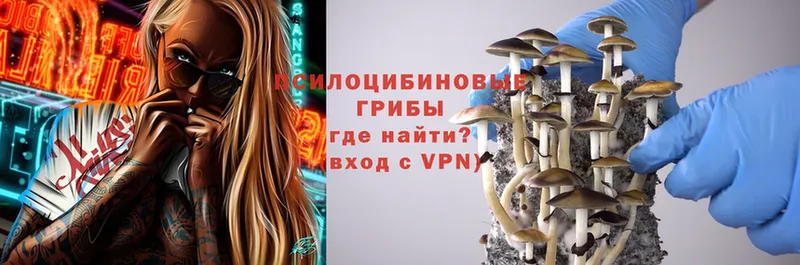 omg   Трубчевск  Галлюциногенные грибы Psilocybe 